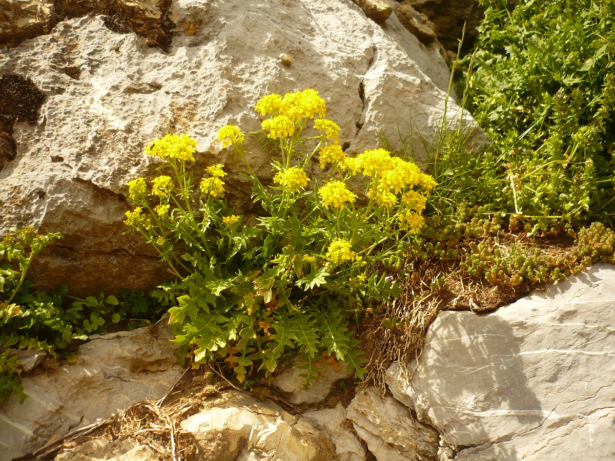 Sisymbrium austriacum (Brassicaceae)